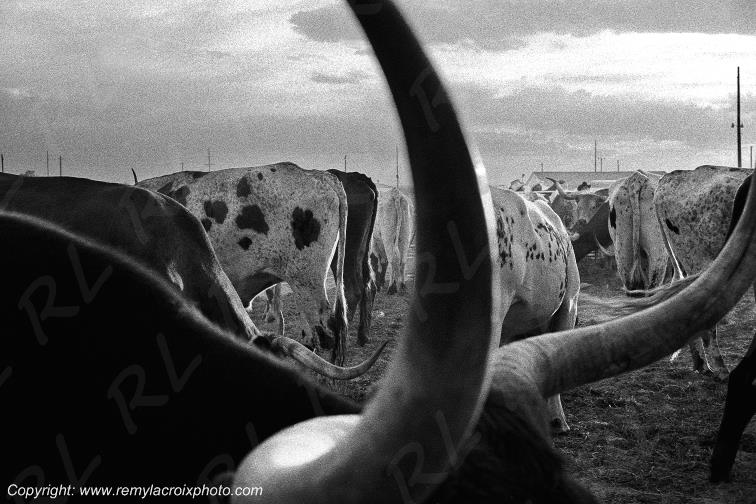 Cheyenne Frontier Days rodeo longhorns Wyoming USA