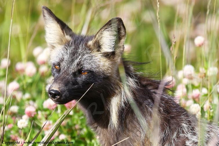 Arctic Fox Renard arctique Tweedsmuir Provincial Park British Columbia Canada www.remylacroixphoto.com #arcticfox #renardarctique #tweedsmuir #canada #renard