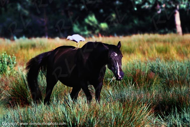 Le Teich cheval et aigrette Gironde Aquitaine France www.remylacroixphoto.com