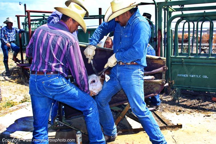 Hughes Ranch cow-boys b�tail Big Bend Texas USA www.remylacroixphoto.com