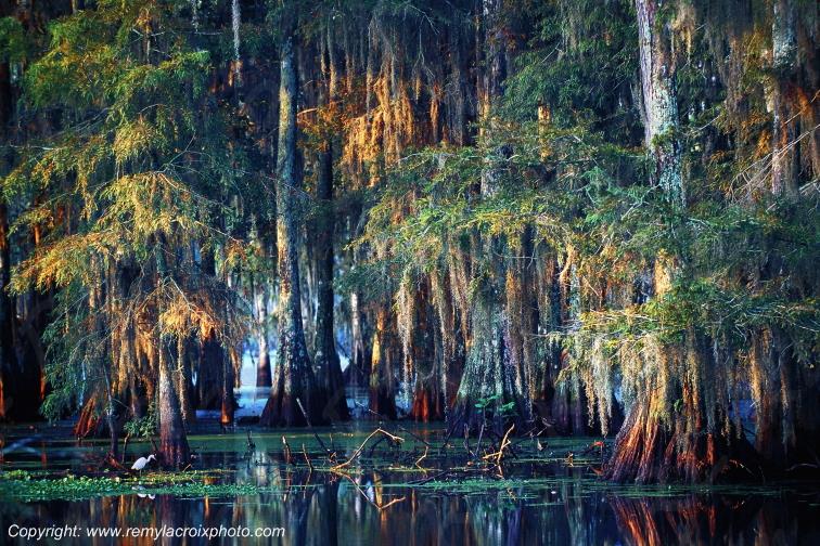 Martin Lake Bayou Cajun Lousiana Louisiane USA www.remylacroixphoto.com