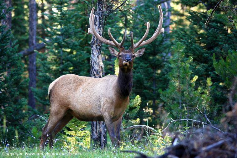Cerf de Virginie Grand Teton National Park Wyoming USA