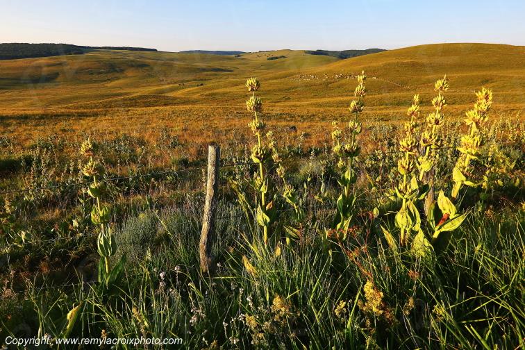 Col de la Matte Aubrac Cantal Auvergne Rh�ne-Alpes France www.remylacroixphoto.com