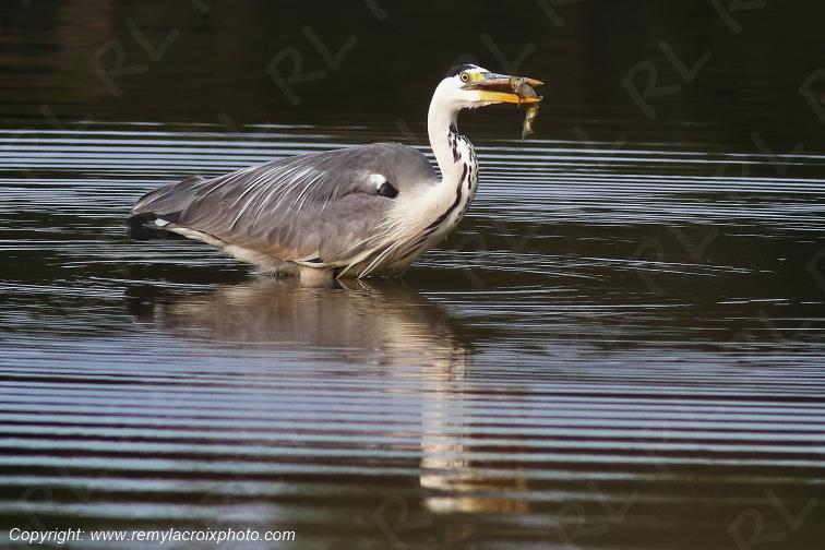 H�ron cendr� Parc Naturel R�gional de la Brenne Centre Val de Loire France www.remylacroixphoto.com