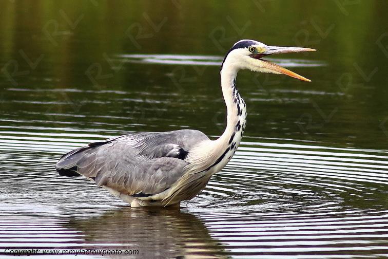 H�ron cendr� Parc Naturel R�gional de la Brenne Centre Val de Loire France www.remylacroixphoto.com