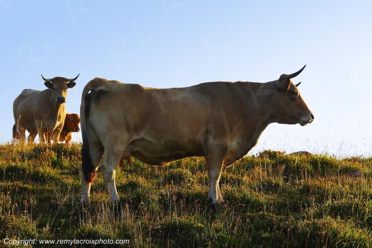 Col de la Matte vaches Aubrac Cantal Auvergne Rh�ne-Alpes France www.remylacroixphoto.com