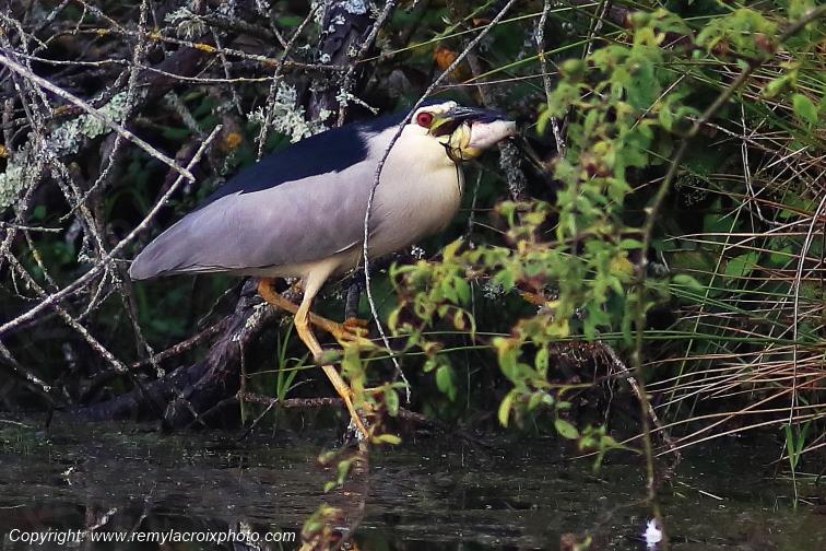 Bihoreau gris Parc Naturel R�gional de la Brenne Centre Val de Loire France www.remylacroixphoto.com