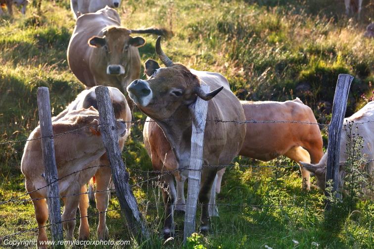 Col de la Matte vaches Aubrac Cantal Auvergne Rh�ne-Alpes France www.remylacroixphoto.com