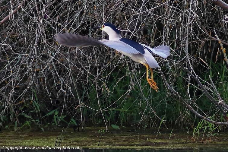 Bihoreau gris en vol Parc Naturel R�gional de la Brenne Centre Val de Loire France www.remylacroixphoto.com