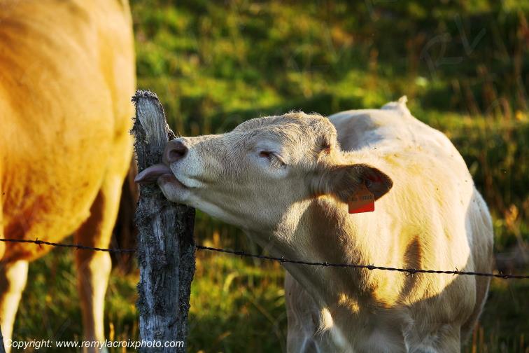 Col de la Matte vaches Aubrac Cantal Auvergne Rh�ne-Alpes France www.remylacroixphoto.com