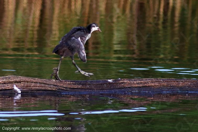 Foulque macroule juv�nile Parc Naturel R�gional de la Brenne Centre Val de Loire France www.remylacroixphoto.com