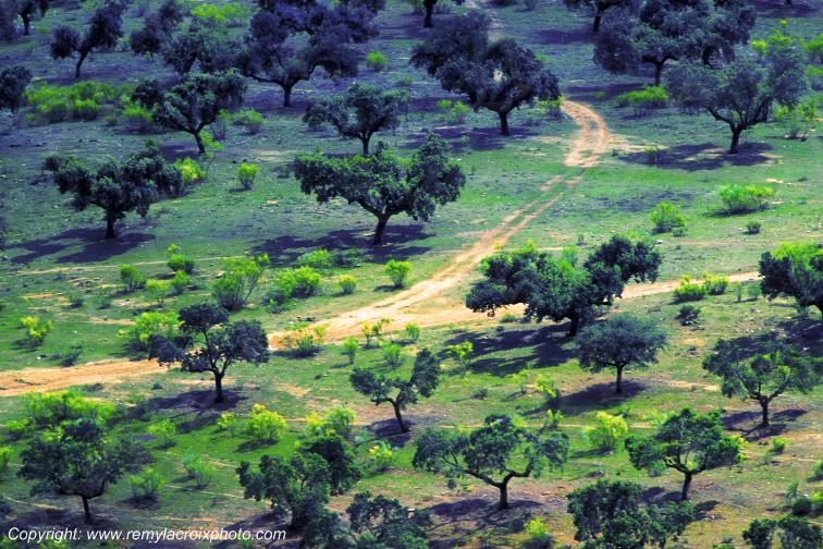 Olivaie Villarreal Estremadure Espagne Spain Espana