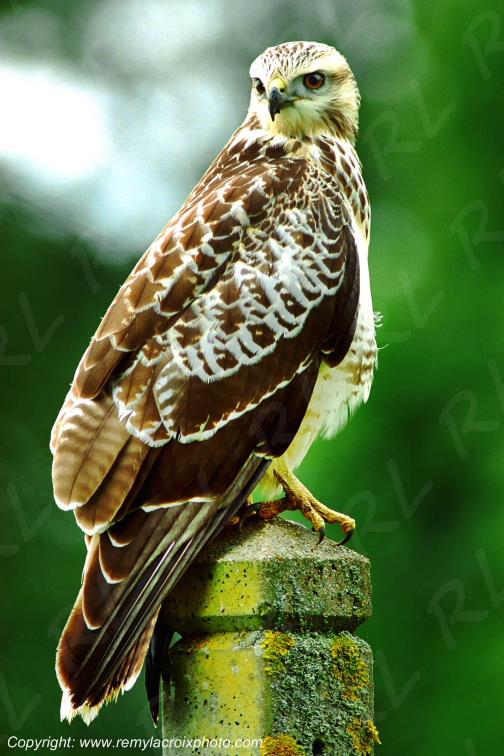Buse variable rapace raptor Champagne Berrichonne Berry Cher Centre Val de Loire France www.remylacroixphoto.co