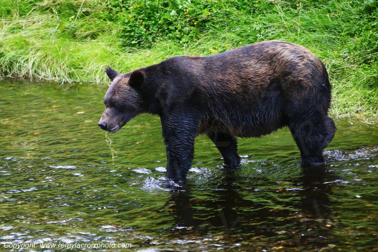 Grizzly Bear Ours Brun Fish Creek Alaska USA www.remylacroixphoto.com