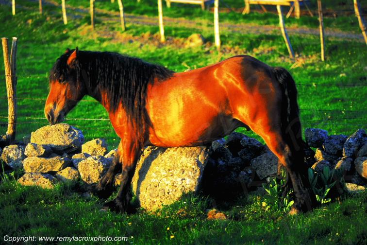 Cheval Aubrac Loz�re Languedoc-Roussillon Occitanie France www.remylacroixphoto.com