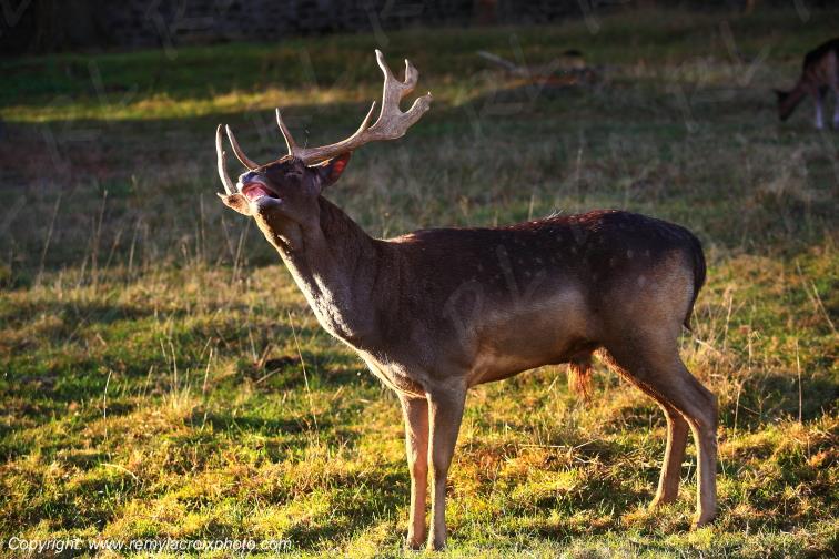 Saint Brisson Maison du Parc Morvan Daim Europ�en Dama Dama Ni�vre Bourgogne Franche Comt� France www.remylacroixphoto.com