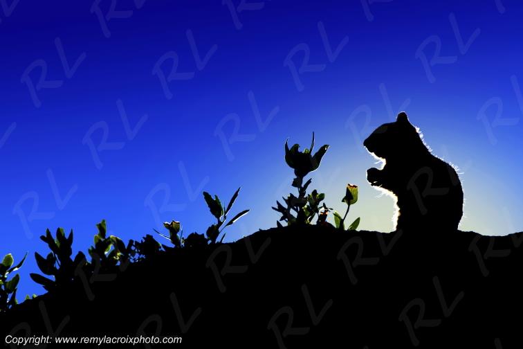 Yosemite National Park California ground squirrel California Californie USA www.remylacroixphoto.com