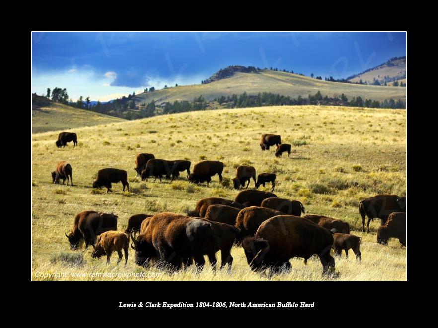 Lewis & Clark Expedition 1804-1806 North American Buffalo Herd