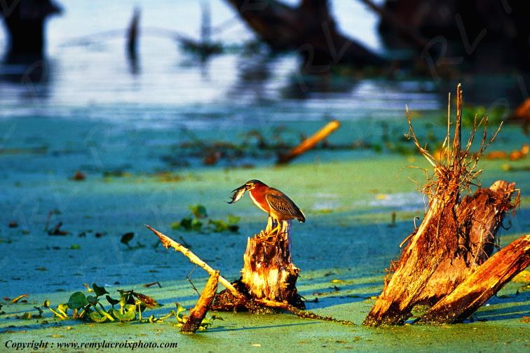 Butor d'Am�rique bayou Martin lake Lousiane Louisiana USA www.remylacroixphoto.com