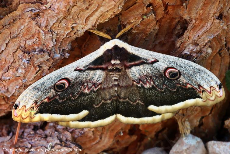 Grand paon de nuit Papillon de nuit Val de Bouzanne Indre Centre Val de Loire www.remylacroixphoto.com