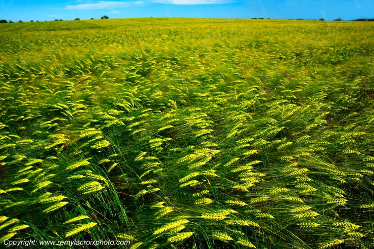 Sainte Solange Champ Bl�s Cher Berry Centre Val de Loire France