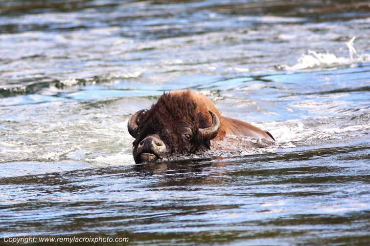 Bison d'Am�rique american buffalo Yellowstone River www.remylacroixphoto.com