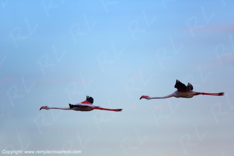 Famants-roses Port Saint Louis du Rh�ne Camargue Bouches du Rh�ne Provence Alpes C�te d'Azur France www.remylacroixphoto.com