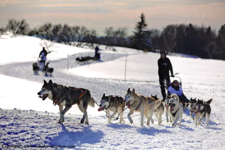 Attelages chiens de tra�neaux Chastreix-Sancy Puy de D�me Auvergne Rh�ne-Alpes France www.remylacroixphoto.com