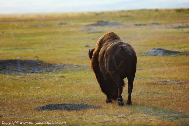 Bison Buffalo Grasslands National Park West Great Plains Grandes Plaines Saskatchewan Canada www.remylacroixphoto.com