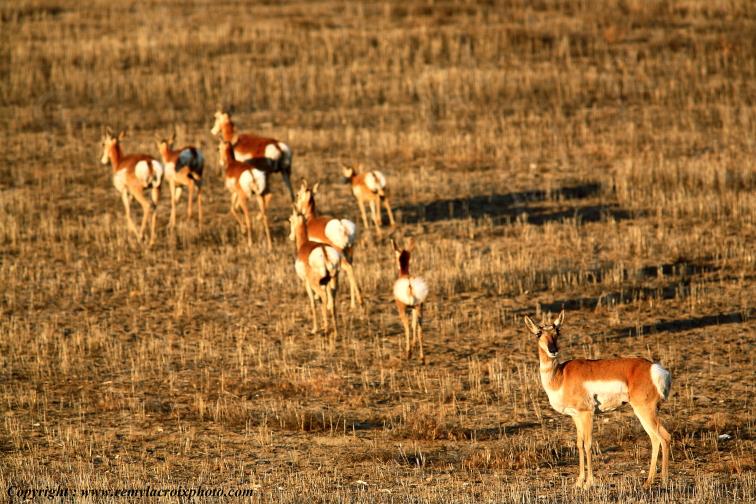 Pronghorns Antilopes d'Am�rique Canyon Ferry Rocky Mountains Montana USA www.remylacroixphoto.com #pronghorns #remylacroix