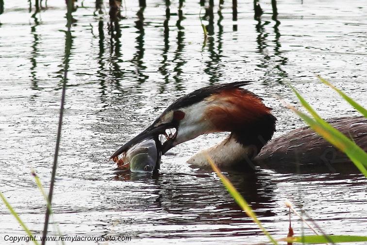 Gr�be hupp� Parc Naturel R�gional de la Brenne Centre Val de Loire France www.remylacroixphoto.com