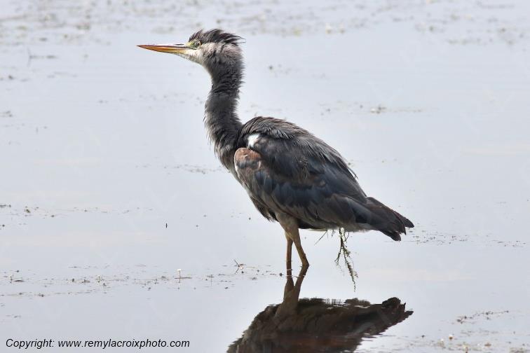 H�ron poupr� Parc Naturel R�gional de la Brenne Centre Val de Loire France www.remylacroixphoto.com