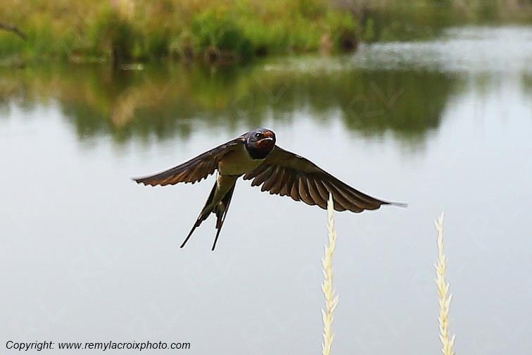 Hirondelle rustique Parc Naturel R�gional de la Brenne Centre Val de Loire France www.remylacroixphoto.com