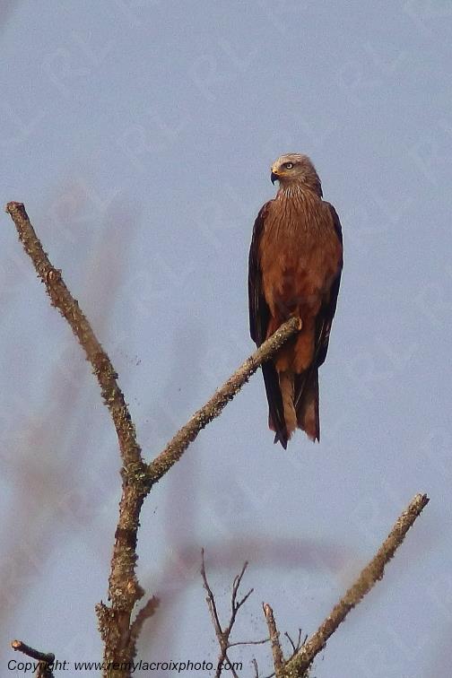 Milan noir Parc Naturel R�gional de la Brenne Centre Val de Loire France www.remylacroixphoto.com