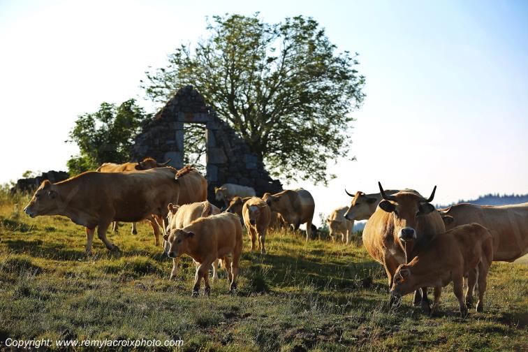 Col de la Matte vaches Aubrac Cantal Auvergne Rh�ne-Alpes France www.remylacroixphoto.com