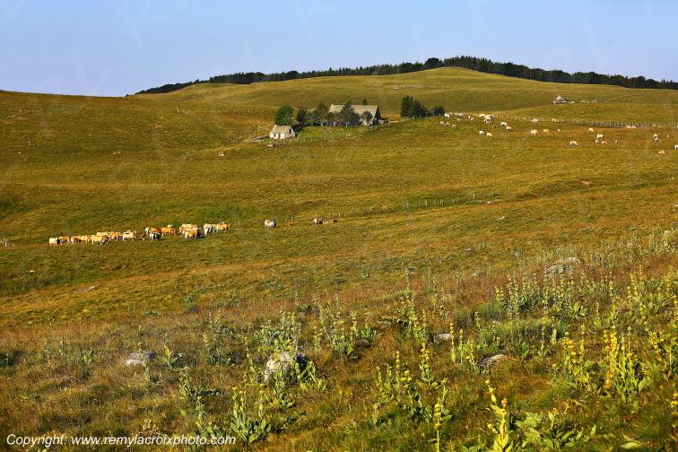 Col de la Matte Aubrac Cantal Auvergne Rh�ne-Alpes France www.remylacroixphoto.com