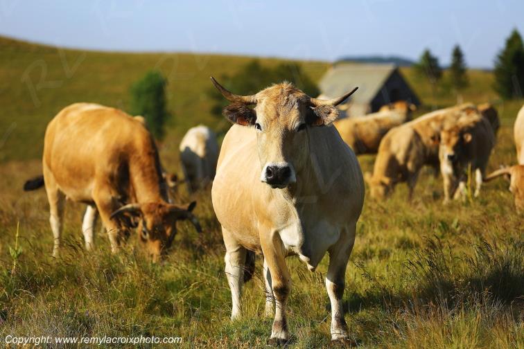 Col de la Matte vaches Aubrac Cantal Auvergne Rh�ne-Alpes France www.remylacroixphoto.com