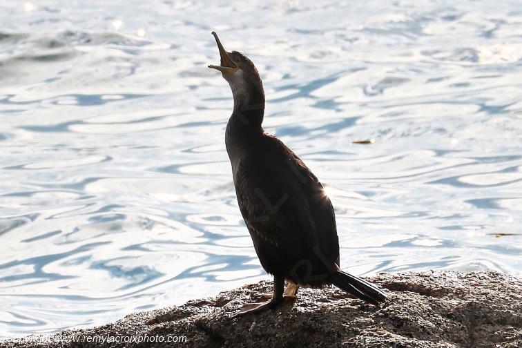 Grand cormoran plage de Pendruc Finist�re Bretagne France www.remylacroixphoto.com
