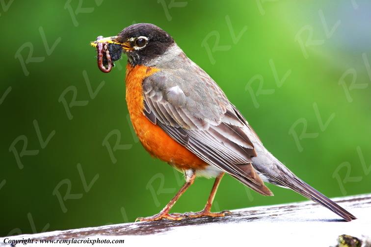 Merle d'Am�rique Fish Creek Alaska USA