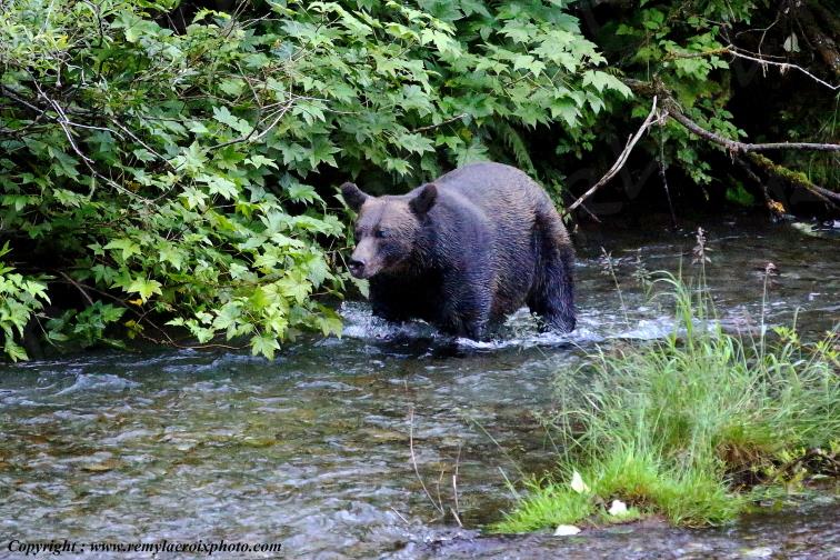 Grizzly Bear Ours Brun Fish Creek Alaska USA www.remylacroixphoto.com