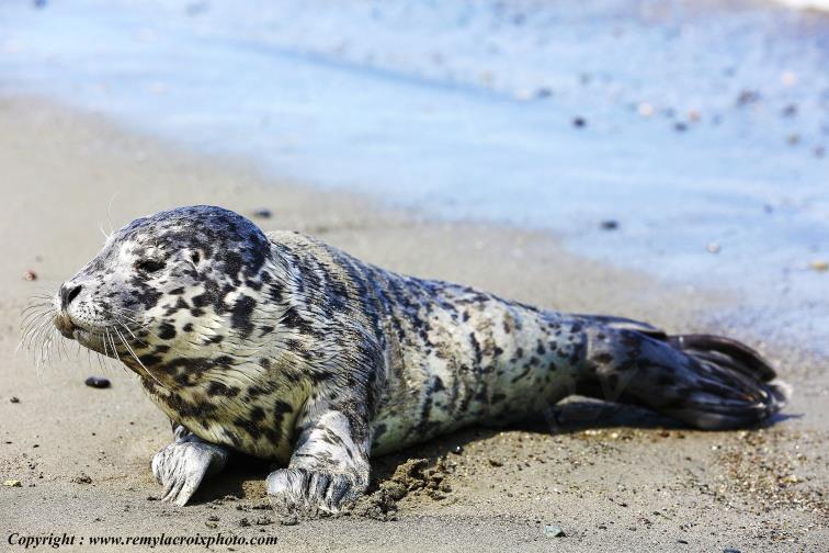 B�b� phoque commun Dungeness Wildlife refuge Washington USA www.remylacroixphoto.com