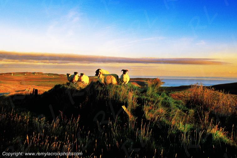 Rigg Sound of Raasay Highlands sheep �cosse Scotland