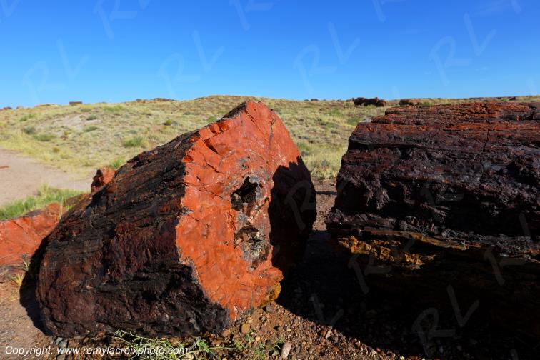 Crystal Forest Petrified Forest National Park Arizona USA