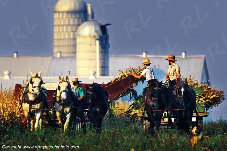 Amish farmers Lancaster Dutch County Pennsylvania Pennsylvanie USA www.remylacroixphoto.com