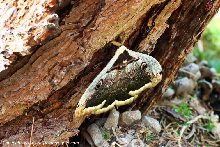 Grand paon de nuit Papillon de nuit Val de Bouzanne Indre Centre Val de Loire www.remylacroixphoto.com