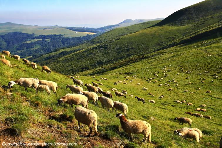 Col de la Croix Saint Robert moutons Puy de D�me Auvergne Rh�ne-Alpes France www.remylacroixphoto.com