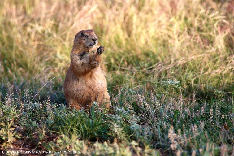 Chien de prairie,Devil's Tower Nat'l Monument,Wyoming,USA