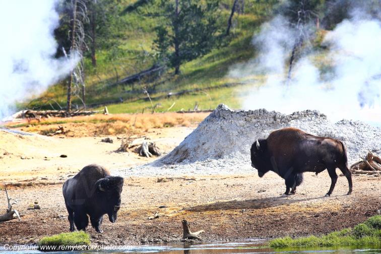 Bisons d'Am�rique american buffaloes Tatanka Yellowstone www.remylacroixphoto.com