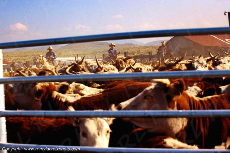 Big Bend Hughes Ranch rassemblement Texas USA www.remylacroixphoto.com