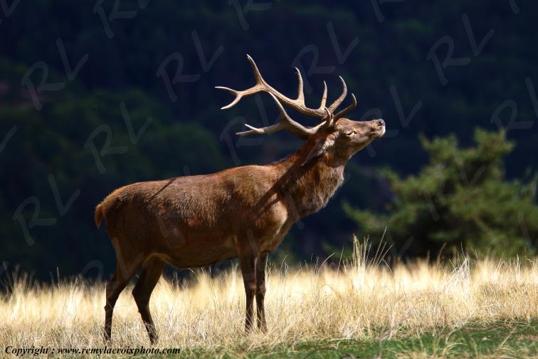 Cerf Sainte Lucie Loz�re Languedoc-Roussillon Occitanie France www.remylacroixphoto.com